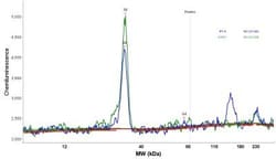 SKAP Antibody, Novus Biologicals:Antibodies:Primary Antibodies