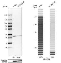 SKAP Antibody, Novus Biologicals:Antibodies:Primary Antibodies