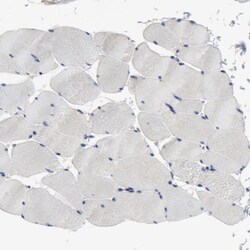 SKAP55 Antibody, Novus Biologicals:Antibodies:Primary Antibodies