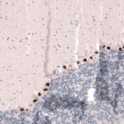SKOR2 Antibody, Novus Biologicals 25 &mu;L; Unconjugated:Antibodies, Polyclonal