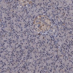 SLBP Antibody, Novus Biologicals 0.1mL; Unlabeled:Antibodies, Polyclonal