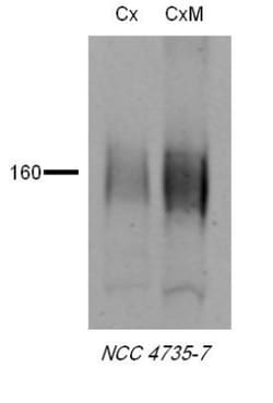 SLC12A3 Antibody, Novus Biologicals:Antibodies:Primary Antibodies
