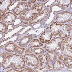 SLC13A1 Antibody, Novus Biologicals 0.1mL; Unlabeled:Antibodies, Polyclonal