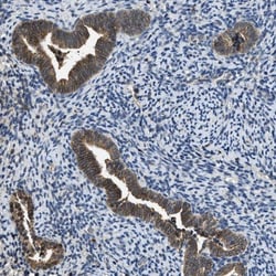 SLC15A4 Antibody, Novus Biologicals:Antibodies:Primary Antibodies
