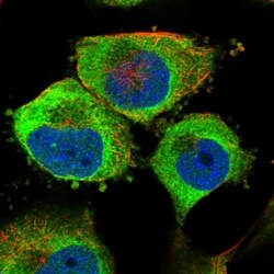 SLC16A14 Antibody, Novus Biologicals 0.1mL; Unlabeled:Antibodies, Polyclonal