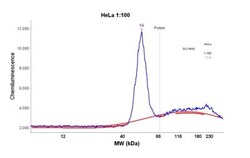 SLC16A3 Antibody, Novus Biologicals:Antibodies:Primary Antibodies