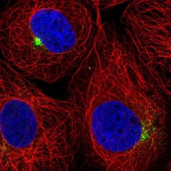 SLC1A4 Antibody, Novus Biologicals 25 &mu;L, Unlabeled:Antibodies, Polyclonal