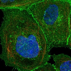 SLC1A5 Antibody, Novus Biologicals:Antibodies:Primary Antibodies