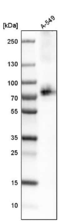 SLC1A5 Antibody, Novus Biologicals:Antibodies:Primary Antibodies