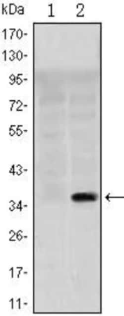 SLC22A1 Antibody (2C5), Novus Biologicals 0.025 mL | Buy Online | Novus Biologicals | Fisher Scientific