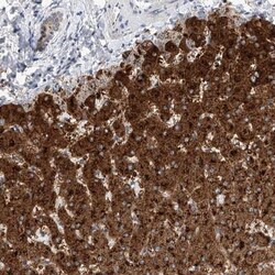 SLC22A7 Antibody, Novus Biologicals 0.1mL; Unlabeled:Antibodies, Polyclonal