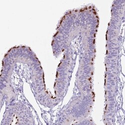 SLC23A1 Antibody, Novus Biologicals 25 &mu;L, Unlabeled:Antibodies, Polyclonal