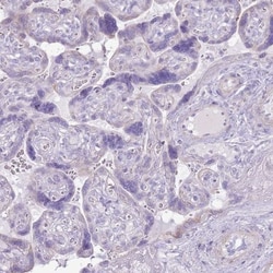 SLC23A1 Antibody, Novus Biologicals 25 &mu;L, Unlabeled:Antibodies, Polyclonal