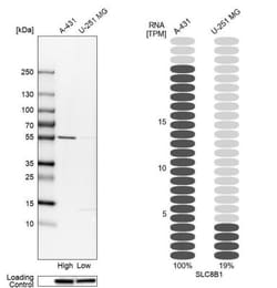 SLC24A6 Antibody, Novus Biologicals 0.1mL; Unlabeled:Antibodies, Polyclonal