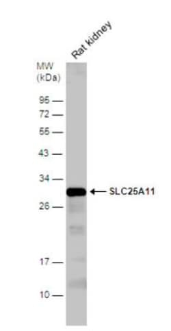 SLC25A11 Antibody, Novus Biologicals 0.1mL; Unlabeled:Antibodies, Polyclonal