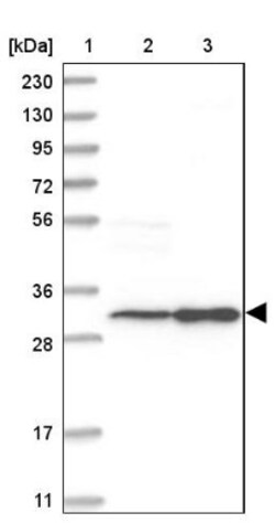 SLC25A22 Antibody, Novus Biologicals:Antibodies:Primary Antibodies