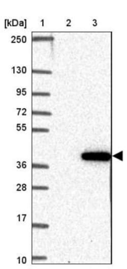 SLC25A42 Antibody, Novus Biologicals:Antibodies:Primary Antibodies