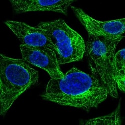 SLC26A1 Antibody, Novus Biologicals:Antibodies:Primary Antibodies