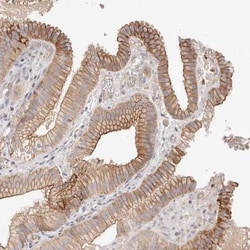 SLC35B2 Antibody, Novus Biologicals:Antibodies:Primary Antibodies