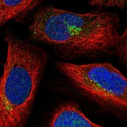 SLC35C2 Antibody, Novus Biologicals:Antibodies:Primary Antibodies