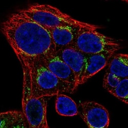 SLC35D2 Antibody, Novus Biologicals:Antibodies:Primary Antibodies