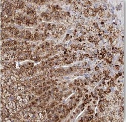 SLC35D3 Antibody, Novus Biologicals 25 &mu;L | Buy Online | Novus Biologicals | Fisher Scientific