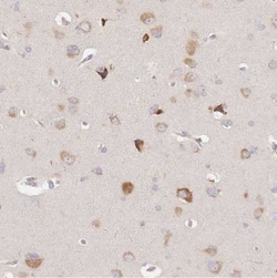 SLC35F3 Antibody, Novus Biologicals:Antibodies:Primary Antibodies