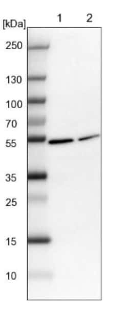 SLC35F4 Antibody, Novus Biologicals:Antibodies:Primary Antibodies