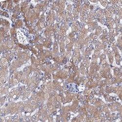 SLC37A4 Antibody, Novus Biologicals:Antibodies:Primary Antibodies