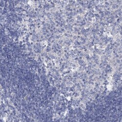 SLC37A4 Antibody, Novus Biologicals:Antibodies:Primary Antibodies