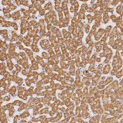 SLC38A9 Antibody, Novus Biologicals 0.1mL; Unlabeled:Antibodies, Polyclonal