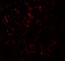 SLC39A14 Antibody - BSA Free, Novus Biologicals 0.025 mg, Unconjugated:Antibodies,