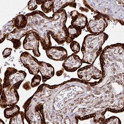 SLC39A7/ZIP7 Antibody, Novus Biologicals 25 &mu;L, Unlabeled:Antibodies,