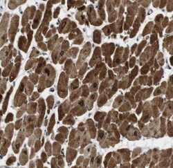 SLC41A1 Antibody, Novus Biologicals:Antibodies:Primary Antibodies