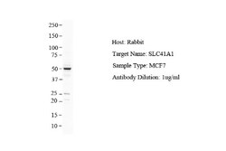SLC41A1 Antibody, Novus Biologicals 0.05mg; Unlabeled:Antibodies, Polyclonal