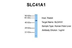 SLC41A1 Antibody, Novus Biologicals 0.05mg; Unlabeled:Antibodies, Polyclonal