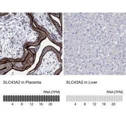 SLC43A2 Antibody, Novus Biologicals 0.1mL; Unlabeled:Antibodies, Polyclonal