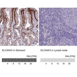 SLC44A3 Antibody, Novus Biologicals 0.1mL; Unlabeled:Antibodies, Polyclonal