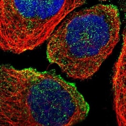 SLC45A3/Prostein Antibody, Novus Biologicals:Antibodies:Primary Antibodies