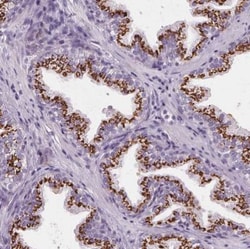 SLC45A3/Prostein Antibody, Novus Biologicals:Antibodies:Primary Antibodies