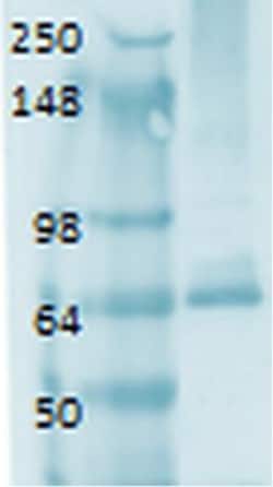 SLC5A5/Sodium Iodide Symporter Antibody (14F), Novus Biologicals:Antibodies:Primary