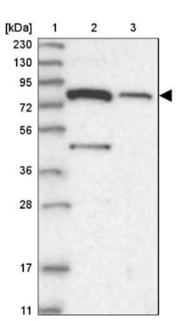 SLC6A12 Antibody, Novus Biologicals 0.1mL; Unlabeled:Antibodies, Polyclonal