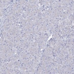 Connexin 40.1 Antibody, Novus Biologicals:Antibodies:Primary Antibodies