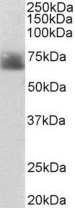 SLC6A4/5-HTTLPR/Serotonin transporter Antibody, Novus Biologicals 0.1mg;