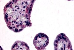 SLC7A5/LAT1 Antibody - BSA Free, Novus Biologicals 0.05mg; Unlabeled:Antibodies,