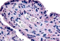SLC7A5/LAT1 Antibody - BSA Free, Novus Biologicals 0.05mg; Unlabeled:Antibodies,