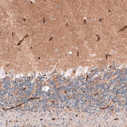 SLC7A5/LAT1 Antibody, Novus Biologicals:Antibodies:Primary Antibodies