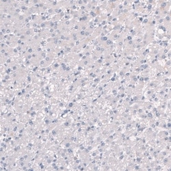 SLC7A5/LAT1 Antibody, Novus Biologicals:Antibodies:Primary Antibodies