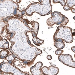 SLC7A5/LAT1 Antibody, Novus Biologicals:Antibodies:Primary Antibodies
