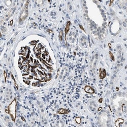 SLCO2A1 Antibody, Novus Biologicals 0.1mL; Unlabeled:Antibodies, Polyclonal
